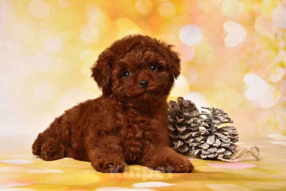 Собаки в других городах Московской области: Щенок Тедди Пудель Девочка, 200 000 руб. - фото 1