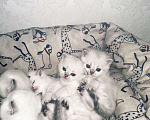 Кошки в Краснодаре: Британские котята  Девочка, 13 000 руб. - фото 1