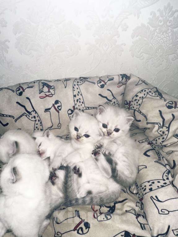 Кошки в Краснодаре: Британские котята  Девочка, 13 000 руб. - фото 1