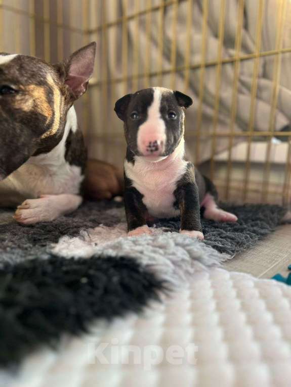 Собаки в Новосибирске: Щенки миниатюрного бультерьера Девочка, 90 000 руб. - фото 2