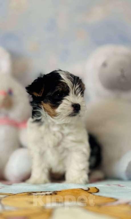 Собаки в Москве: Девочка бивер терьера в поисках своей лучшей семьи  Девочка, 70 000 руб. - фото 2
