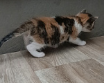 Кошки в Саратове: Котята бесплатно в добрые руки Разнополые, Бесплатно - фото 2