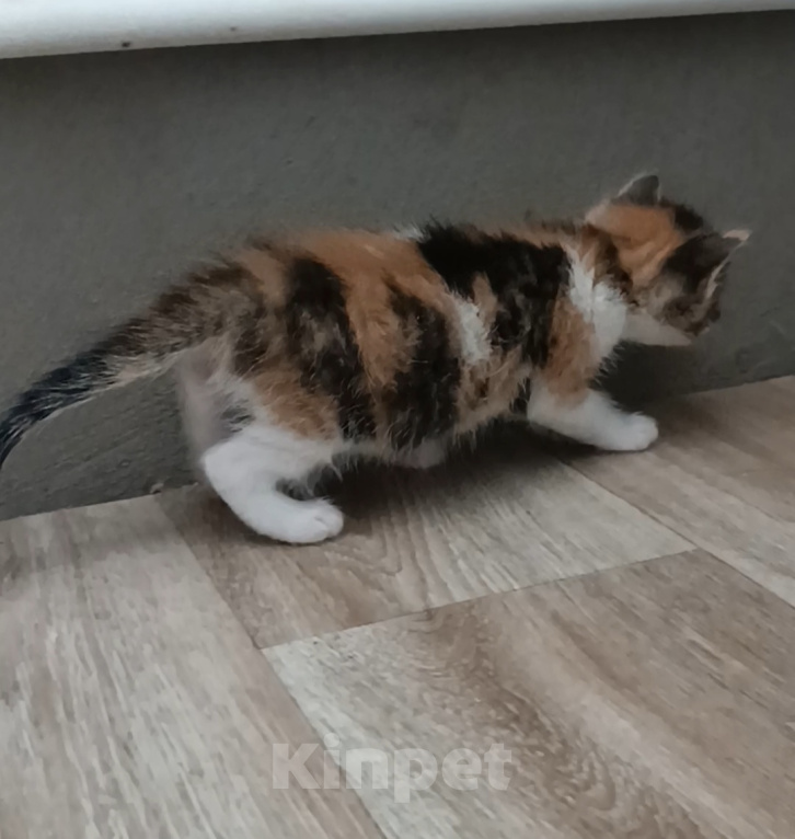 Кошки в Саратове: Котята бесплатно в добрые руки Разнополые, Бесплатно - фото 2