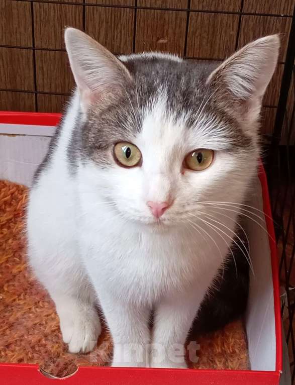 Кошки в Красногорске: Кошечка 10 месяцев, ищем руки Девочка, Бесплатно - фото 1