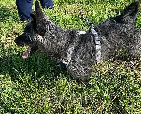 Собаки в Хотьково: Керри Девочка, Бесплатно - фото 2