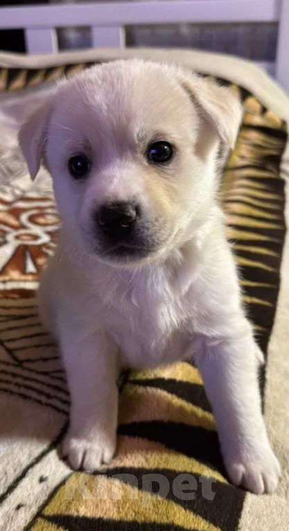 Собаки в других городах Московской области: Продаём щенка, 2.1 месяц, подарили, не можем уделить Мальчик, 5 000 руб. - фото 3