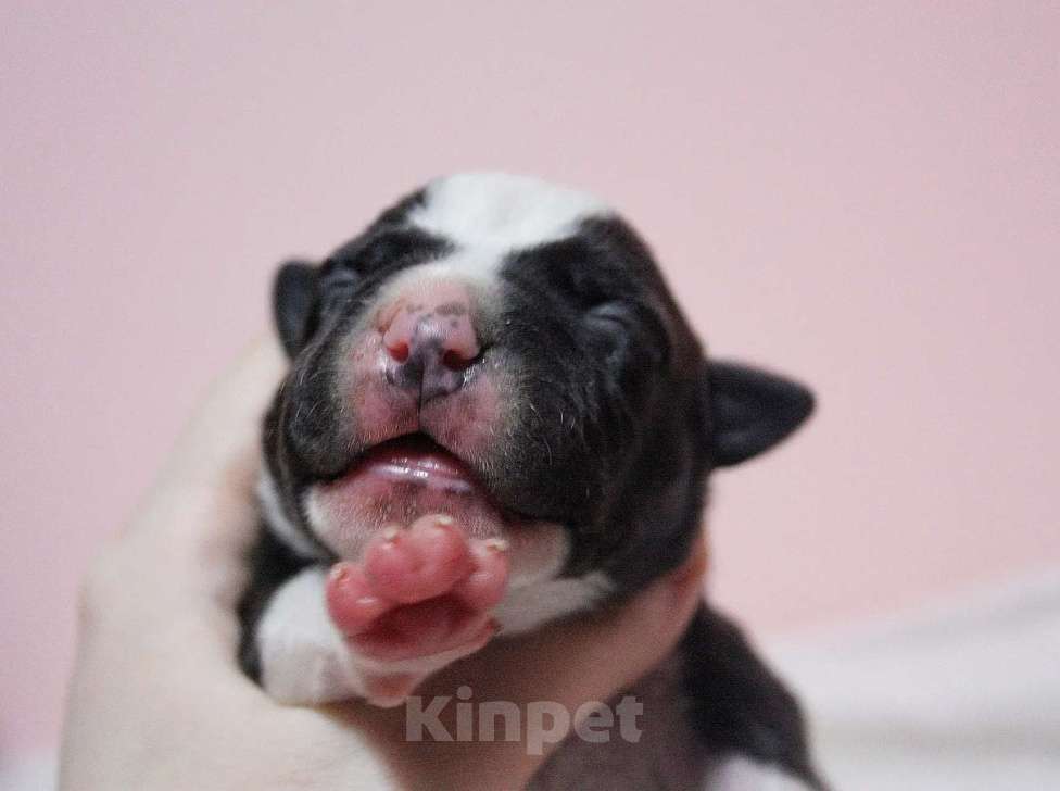 Собаки в Москве: Шикарные малыши амстаффа  Мальчик, 80 000 руб. - фото 1