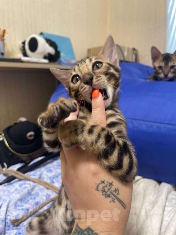 Кошки в Санкт-Петербурге: Желтик Мальчик, 16 000 руб. - фото 4