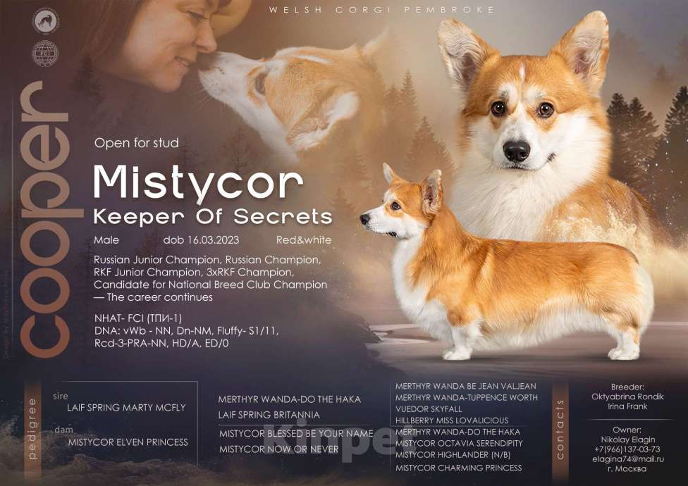 Собаки в Раменском: Производитель Вельш Корги Пемброк  Мальчик, 60 000 руб. - фото 3