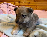 Собаки в Раменском: Щенок лайки Мальчик, 3 000 руб. - фото 1