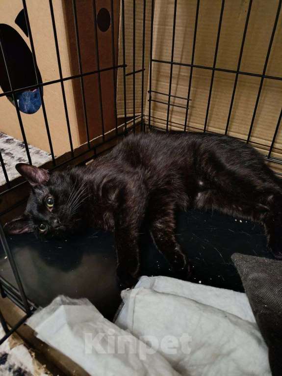 Кошки в Москве: Котенок-подросток ищет дом! Мальчик, Бесплатно - фото 7