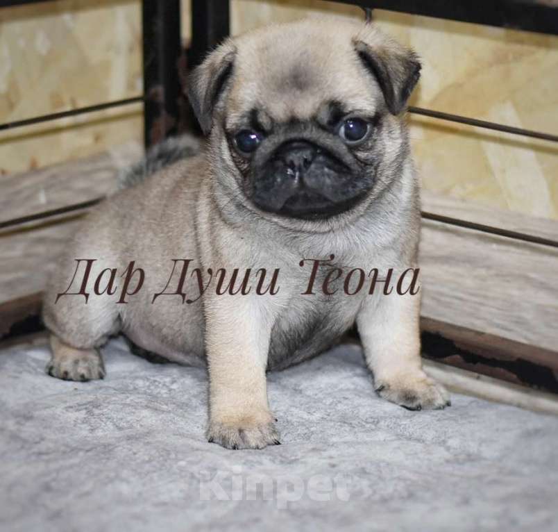 Собаки в Москве: Дар Души Теона Девочка, 50 000 руб. - фото 3