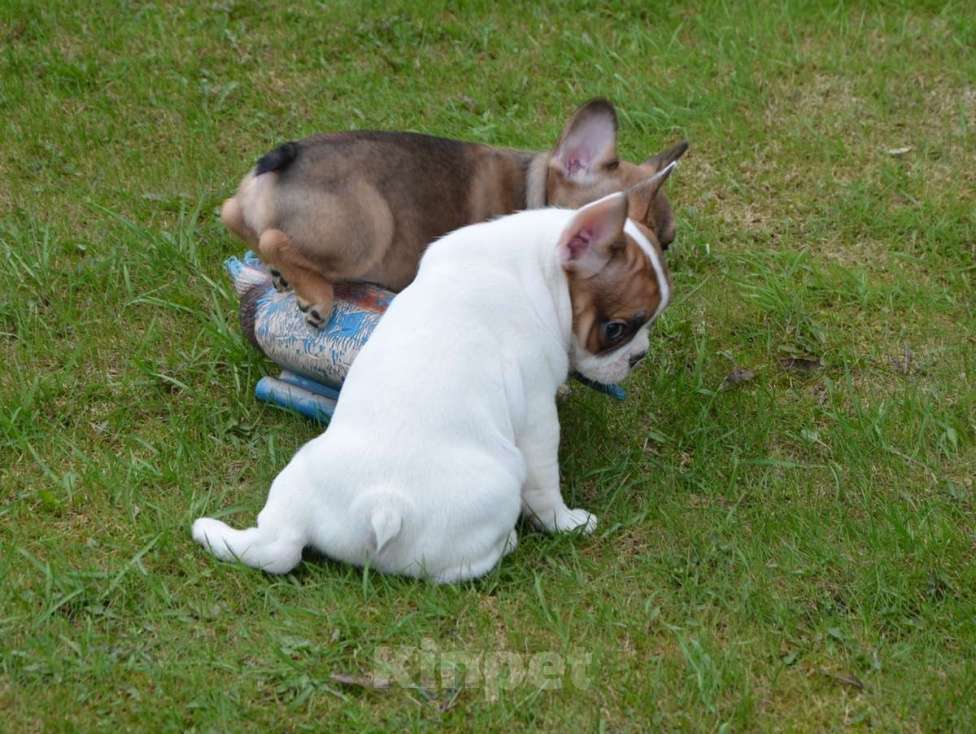 Собаки в Твери: Французская булочка Девочка, 40 000 руб. - фото 4