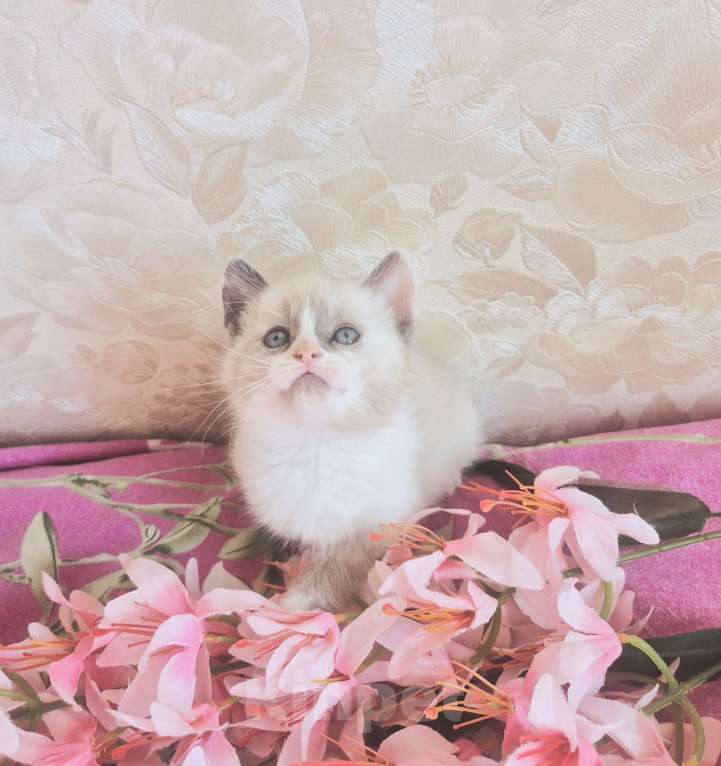 Кошки в Москве: Лапочка девочка Рэгдолл Девочка, 50 000 руб. - фото 3