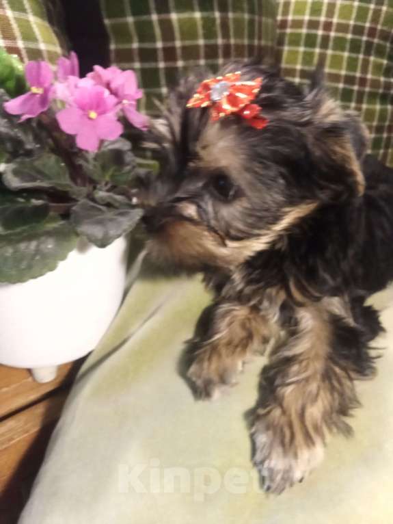 Собаки в Санкт-Петербурге: Щенки йоркширского терьера Девочка, 25 500 руб. - фото 4