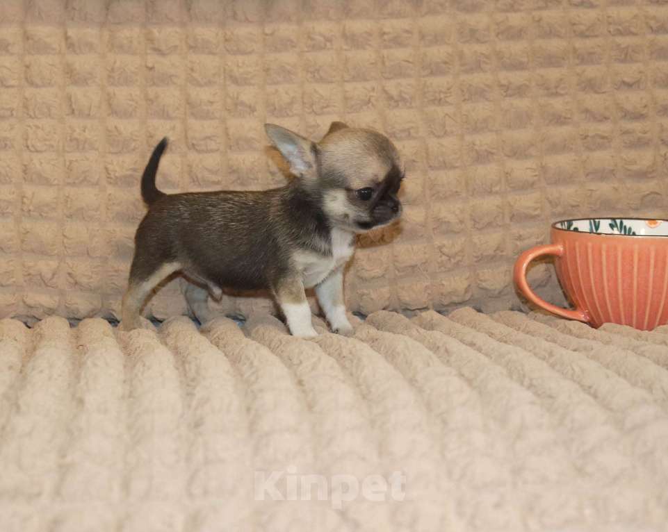 Собаки в Москве: Мини чихуахуа Мальчик, 55 000 руб. - фото 3
