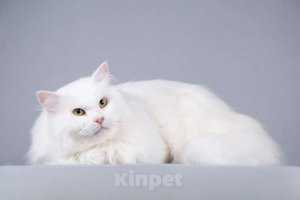 Кошки в Москве: Большой, белый и пушистый кот Сахарок в добрые руки Мальчик, 1 руб. - фото 2