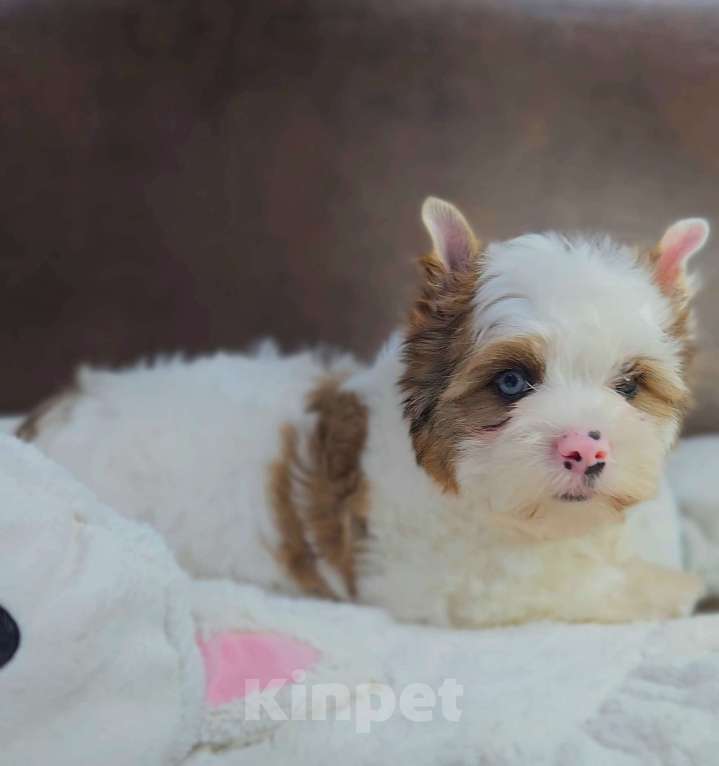 Собаки в Москве: Мальчик цветного Йорка Мальчик, 50 000 руб. - фото 3