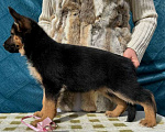 Собаки в Краснодаре: Щенки немецкой овчарки  Мальчик, 55 000 руб. - фото 4
