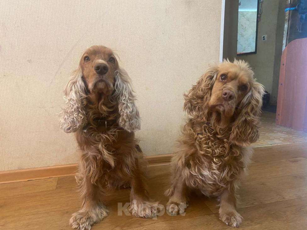 Собаки в Стерлитамаке: Щенки Мальчик, 11 000 руб. - фото 10