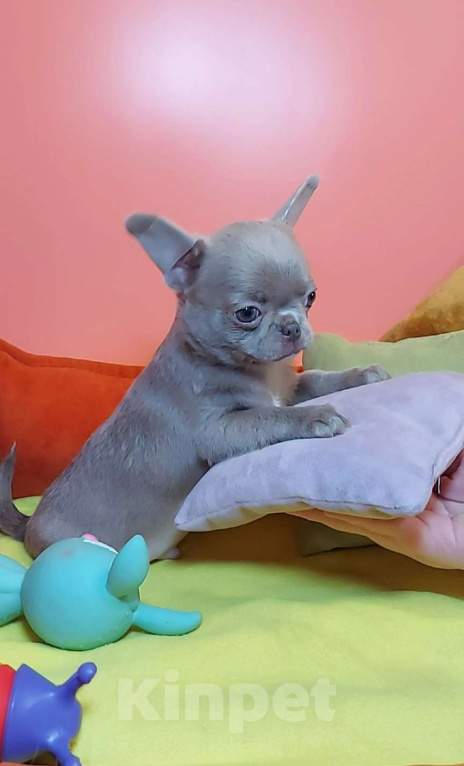 Собаки в Новосибирске: Мальчик лиловый к/ш Мальчик, Бесплатно - фото 3