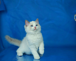 Кошки в Москве: Рэгдолл котенок блю биколор Мальчик, 70 000 руб. - фото 2