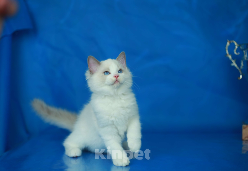 Кошки в Москве: Рэгдолл котенок блю биколор Мальчик, 70 000 руб. - фото 2