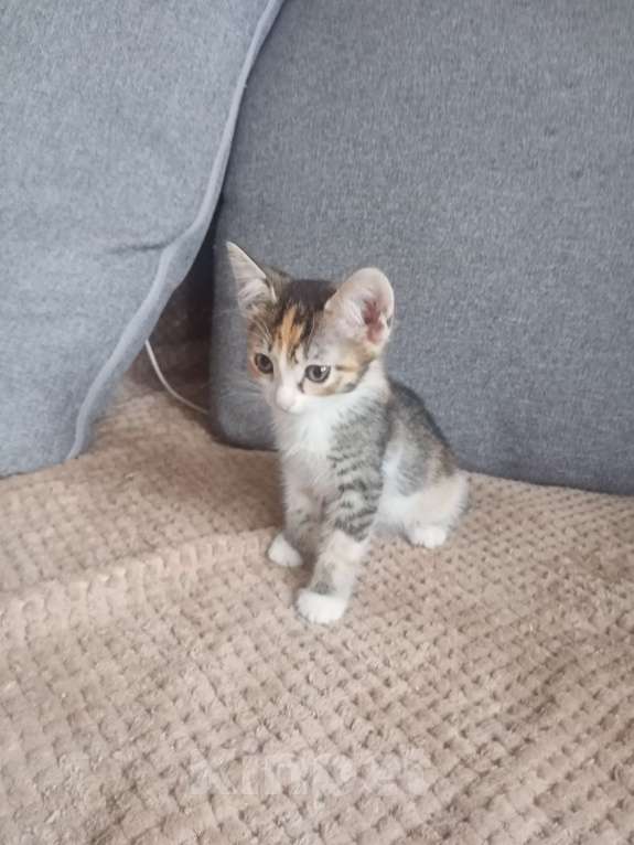 Кошки в Тольятти: Потеряшки  Девочка, 1 руб. - фото 2