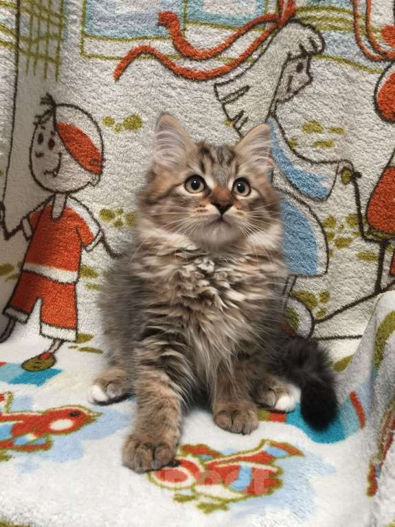 Кошки в Санкт-Петербурге: Сибирские котята Мальчик, 45 000 руб. - фото 4