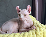 Кошки в Новокузнецке: Кошечка Эльф Девочка, 25 000 руб. - фото 1