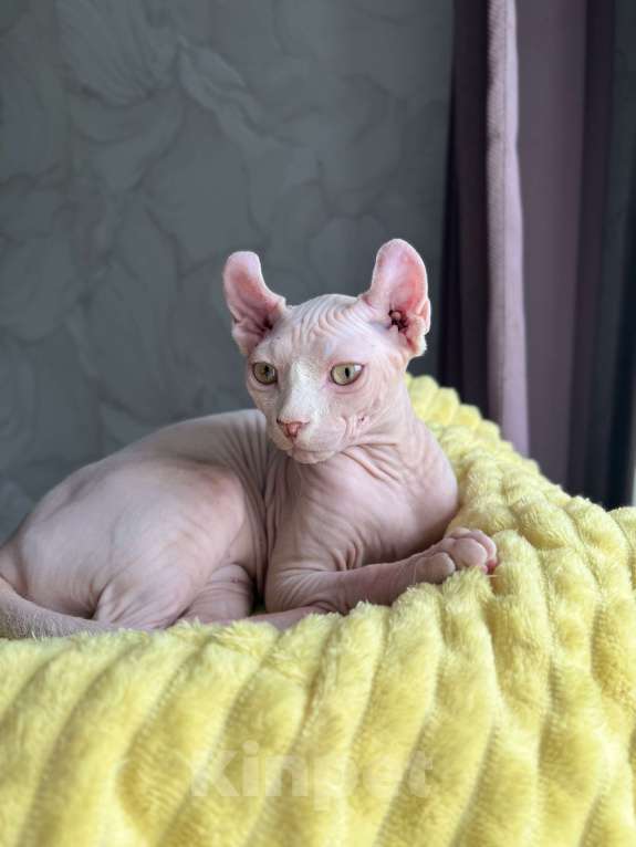 Кошки в Новокузнецке: Кошечка Эльф Девочка, 25 000 руб. - фото 1