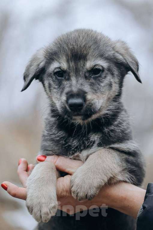 Собаки в Москве: Сэмуэль (Сэм) Мальчик, Бесплатно - фото 7