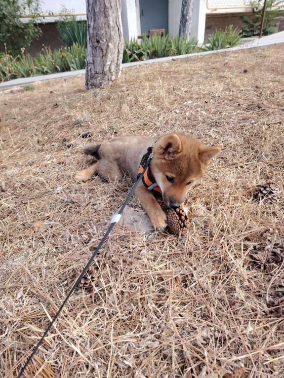 Собаки в Севастополе: Щенок девчуля Сиба Асоби сезам от чемпионов Девочка, Бесплатно - фото 4