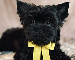 Собаки в Москве: Цветной йорк девочка Девочка, 70 000 руб. - фото 2