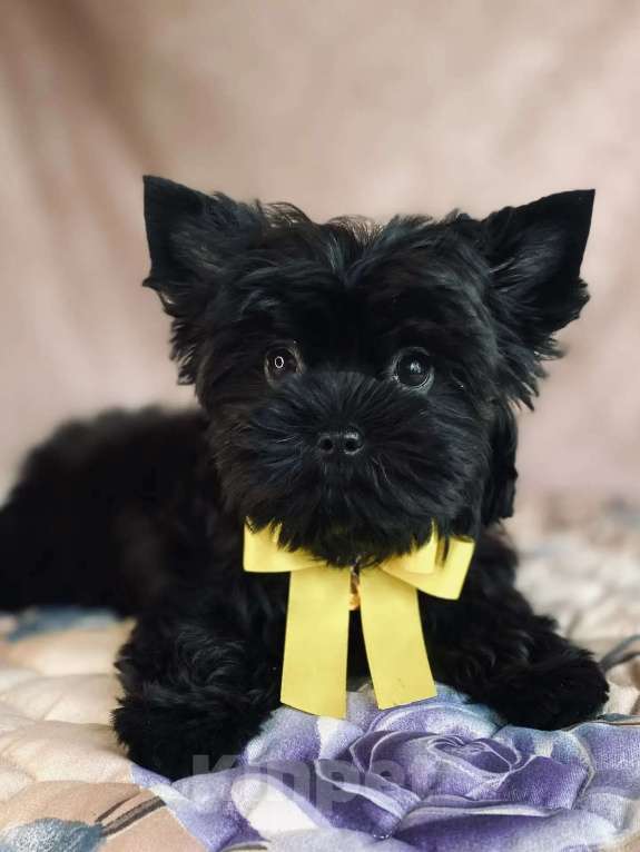 Собаки в Москве: Цветной йорк девочка Девочка, 70 000 руб. - фото 2