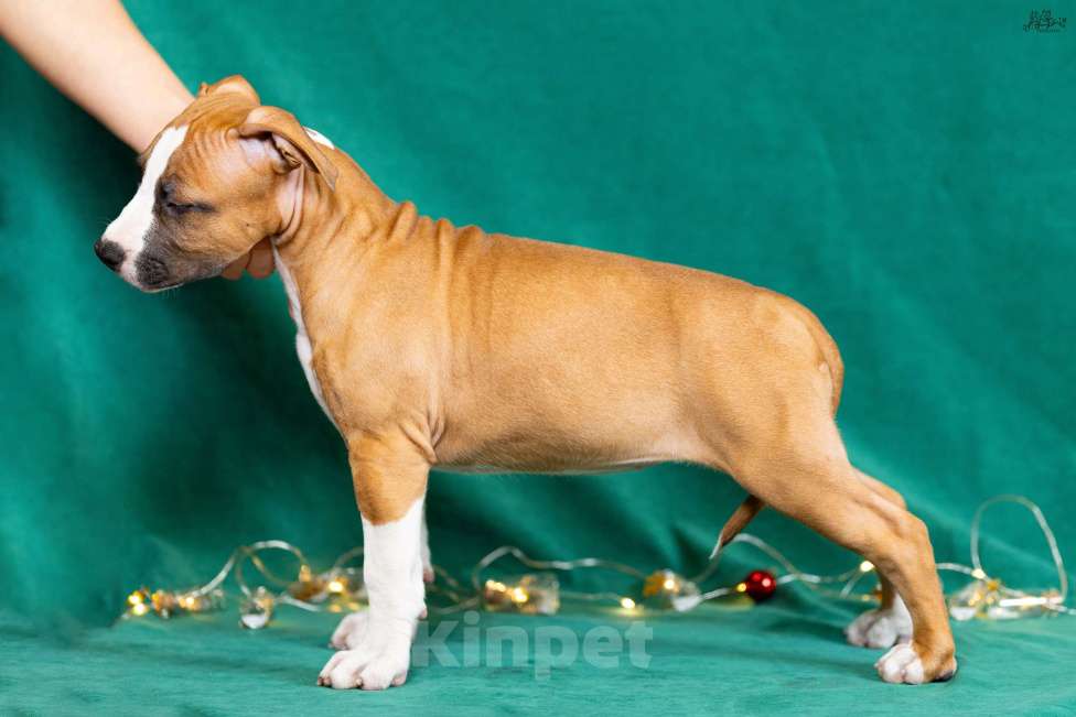 Собаки в Красногорске: Девочка 4  Девочка, 80 000 руб. - фото 3