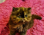 Кошки в Кемерово: Персидский котенок., 15 000 руб. - фото 1