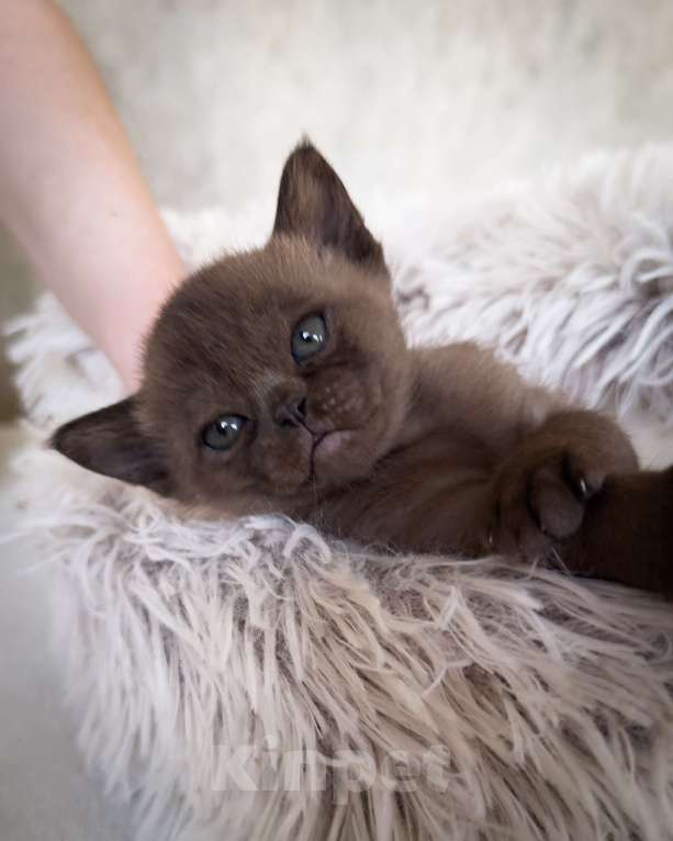 Кошки в Санкт-Петербурге: Бурма девочка из питомника бурм в С-ПБ BURHOUSE Девочка, 90 руб. - фото 7