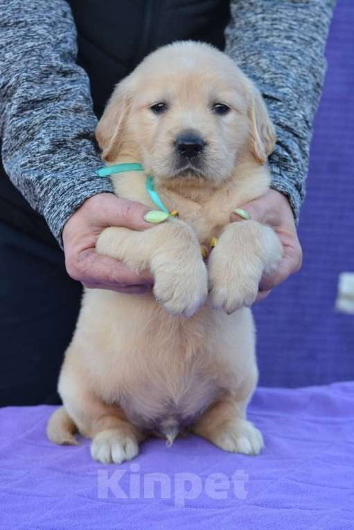 Собаки в Москве: Щенки  Золотистого ретривера Девочка, 60 000 руб. - фото 2