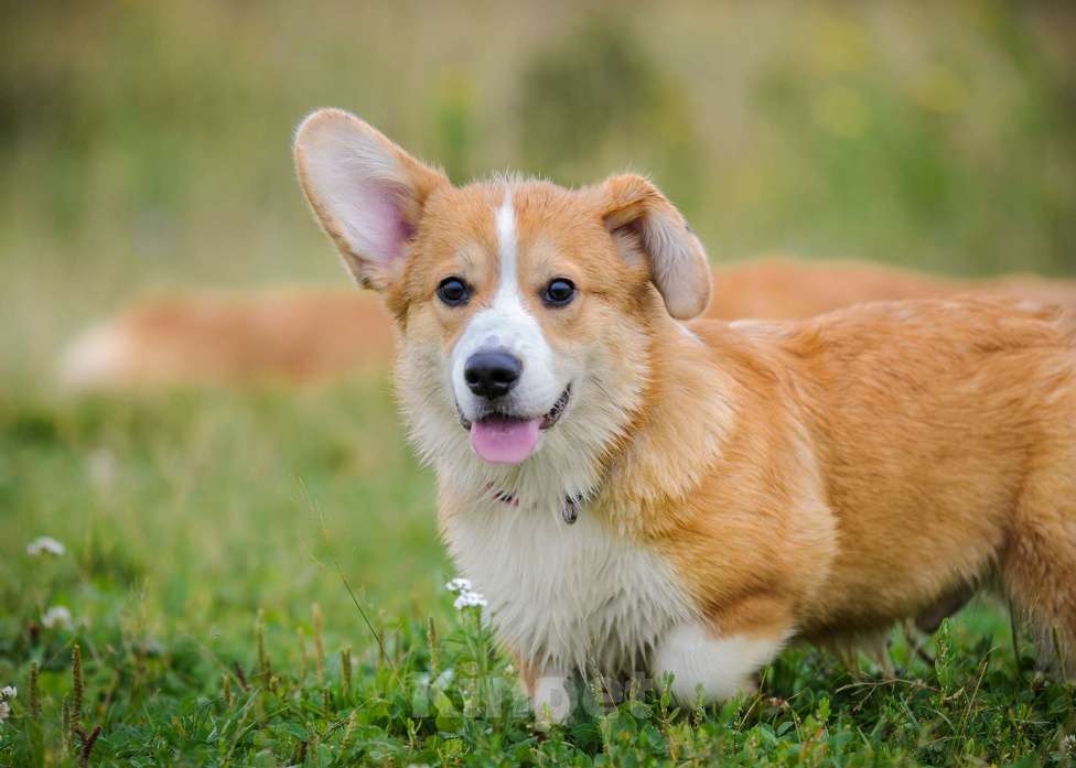Собаки в Фрязино: Щенок корги, мальчик Мальчик, 65 000 руб. - фото 3