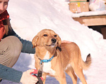 Собаки в Балашихе: Милый ласковый пёсик 1,5 г из приюта Мальчик, Бесплатно - фото 5