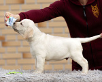 Собаки в других городах Московской области: Палевые щенки Лабрадора от Чемпиона Мира Мальчик, 90 000 руб. - фото 2