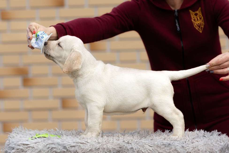 Собаки в других городах Московской области: Палевые щенки Лабрадора от Чемпиона Мира Мальчик, 90 000 руб. - фото 2