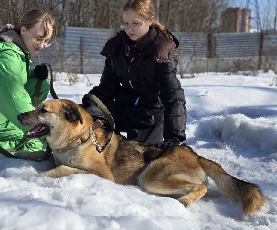 Собаки в Королеве: Велес. Приют Зоодом. Мальчик, Бесплатно - фото 8