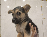 Собаки в Калининграде: Отдам щенка Девочка, Бесплатно - фото 1