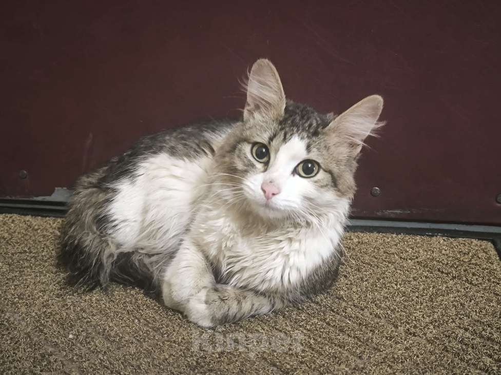 Кошки в Москве: Милый котик в пришел погреться Мальчик, Бесплатно - фото 1