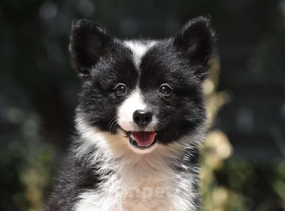 Собаки в Москве: Ненецкая оленегонная лайка. Помет «А». Сука Unmay no Akay Ito AGATA Девочка, 60 000 руб. - фото 3