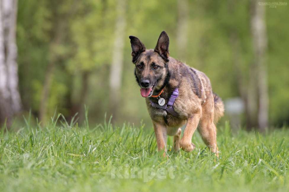 Собаки в Наро-Фоминске: Бирма - очень добрая и веселая собака Девочка, Бесплатно - фото 5
