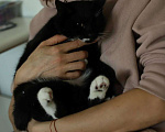 Кошки в Москве: Мурлыка Белоус метает о семье! Мальчик, Бесплатно - фото 3