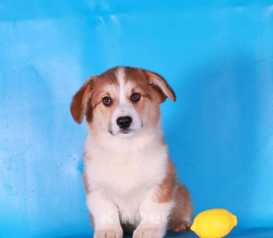 Собаки в Москве: вельш корги пемброк щенки Мальчик, 90 000 руб. - фото 10